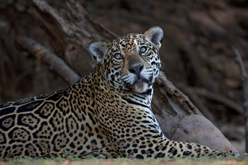 Jaguar beim Ausruhen
