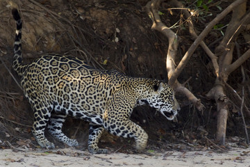 Jaguar auf der Jagd