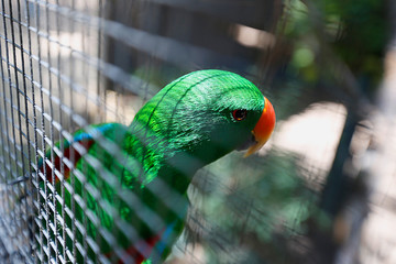 Papagei Billabong, Australien