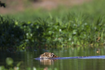 Jaguar beim Schwimmen