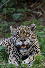 Fototapeta na wymiar Jaguarweibchen