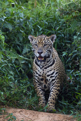 Jaguar beobachtet die Beute