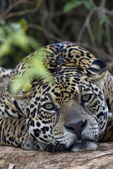 Jaguar beim Ausruhen