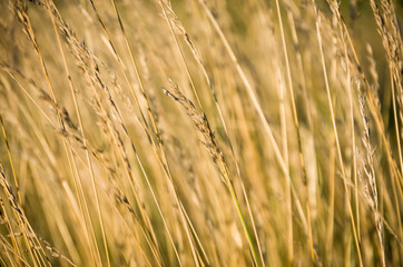 Beautiful yellow grass