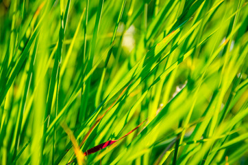 Beautiful green grass