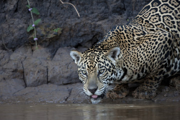 Jaguar beim Trinken