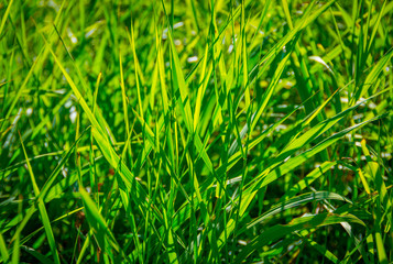 Beautiful green grass