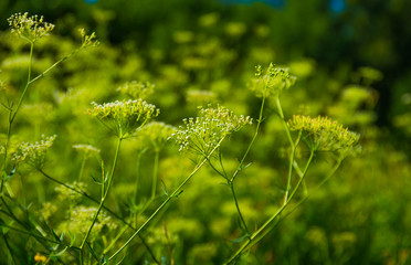 Beautiful green grass