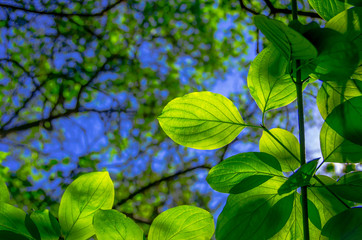 Beautiful green leaves
