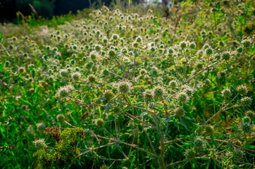 Green field prickly purple plant