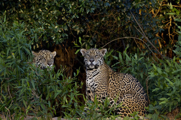 Jaguare