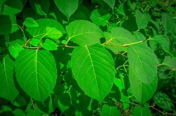 Beautiful green leaves