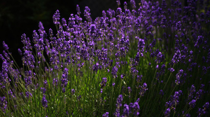 Obraz premium Lavender field background.