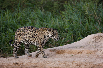 Jaguar auf einer Sandbank