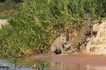 Jaguare beim K&auml;mpfen