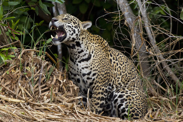 Fototapeta na wymiar Jaguar frisst Gras