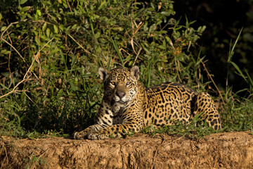 Jaguar auf einer Sandbank