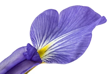 Photo sur Plexiglas Iris Pétale la fleur d& 39 iris, isolé sur blanc, gros plan