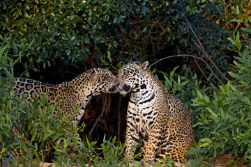 Jaguare beschnüffeln sich