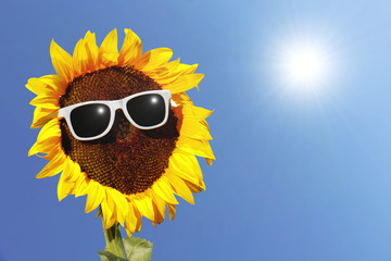 Sonnenblume mit Sonnenbrille und Sonne