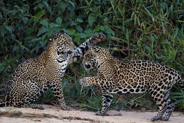 Jaguare beim Kämpfen