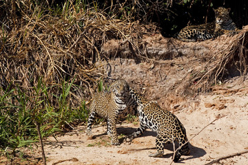 Jaguare beim Kämpfen