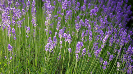 Lavender field background.