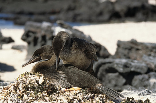 cormoran aptere, Nannopterum harrisi, nid, Galapagos