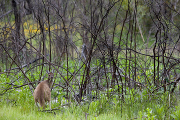 Känguru im Wald