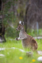 Naklejka na ściany i meble Känguru bei der Nahrungsaufnahme