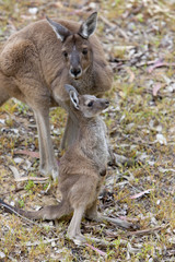 Känguru spielt mit Jungtier