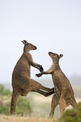 K&auml;mpfende K&auml;ngurus