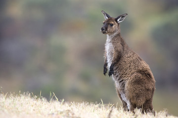 Graues Riesenkänguru
