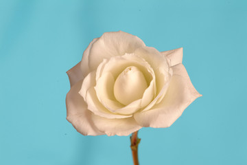 Rosa blanca