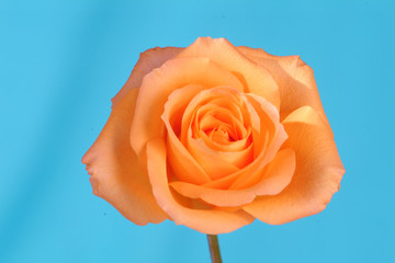 Rosa Damasco