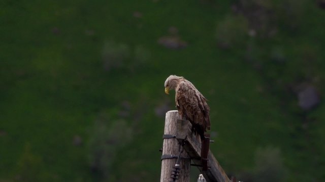 Seeadler auf den Lofoten