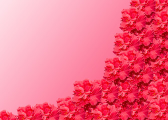 Hibiscus rosa-sinensis red flower, Chinese hibiscus, China rose, shoeblackplant.