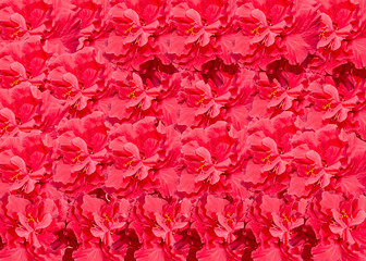 Fototapeta premium Hibiscus rosa-sinensis red flower, Chinese hibiscus, China rose, shoeblackplant.