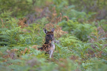 Graues Riesenkänguru