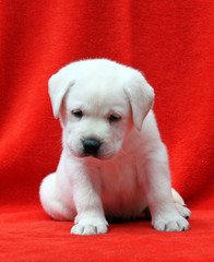 labrador puppy on a red background
