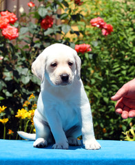 a labrador puppy on a blue background