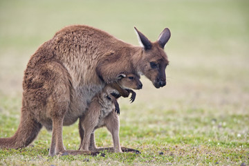 Naklejka na ściany i meble Känguru spielt mit Jungtier