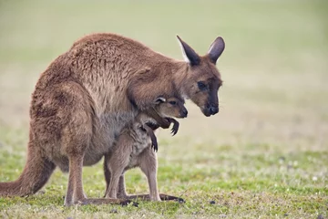 Fototapeten Känguru spielt mit Jungtier © aussieanouk