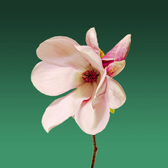 Obraz premium Pink Magnolia branch flowers, close up, colored background, isolated.