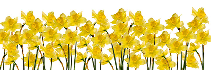 Yellow daffodils (narcissus) flowers, close up, gradient background, isolated.