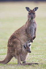Känguru mit Jungem im Beutel