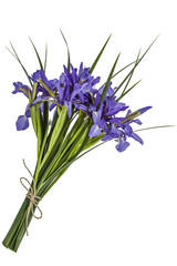 Iris flowers, isolated on white