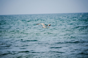 Fototapeta na wymiar Colored seagull in the blue sky, close up