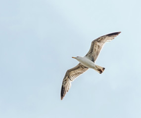  Colored seagull in the blue sky, close up