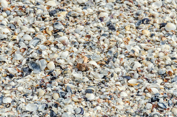 Sea shells in the beach sand, close up, texture background.